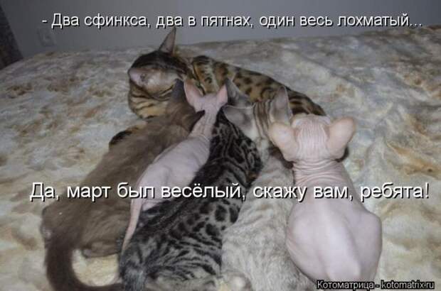 Лучшие котоматрицы недели Лучшие котоматрицы недели