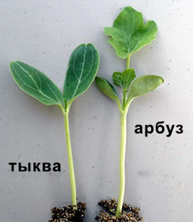 Купить Семена Подвой Для Дыни