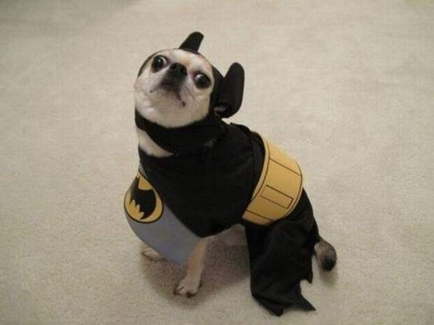 Это собака попытка быть героем.