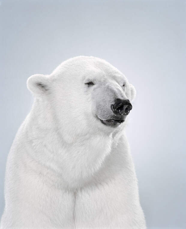 Ми-ми-мишки