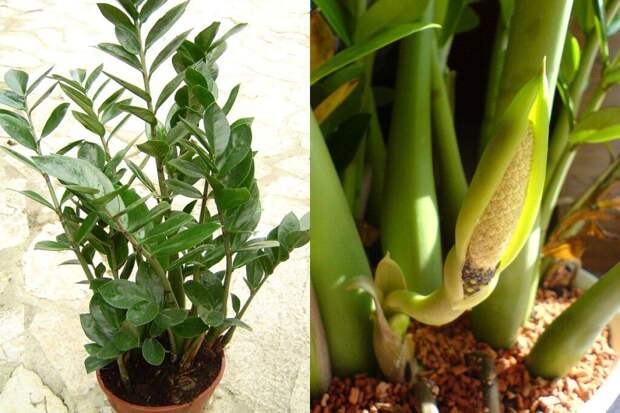 Как вернуть замиокулькасу пышность: 3 рабочих метода — листья перестанут ломаться