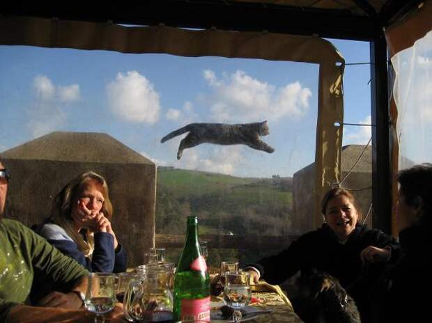 Котики