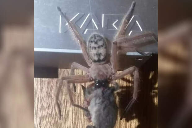 Unilad: на Тасмании паук-охотник съел целого опоссума, напугав друзей