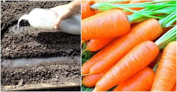 Хитрый способ посадки моркови без прореживания, обеспечивающий хороший урожай