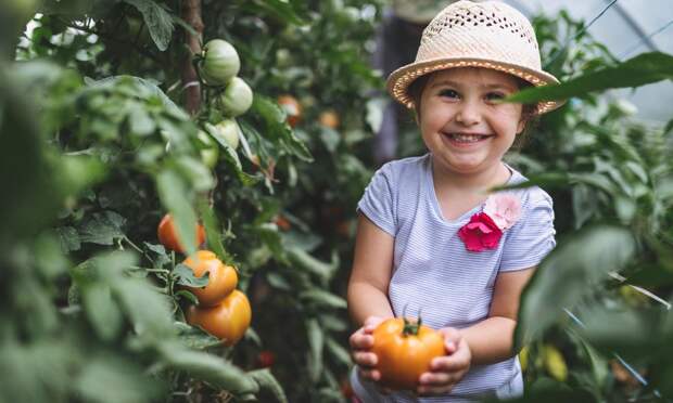 Помидоры будут с кулак: чем подкормить томаты, чтобы собрать богатый урожай