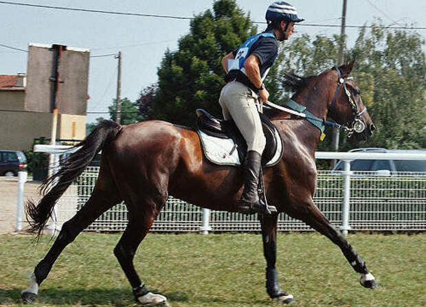 Арабская лошадь Шагия или бриллиант из Бабольна.
