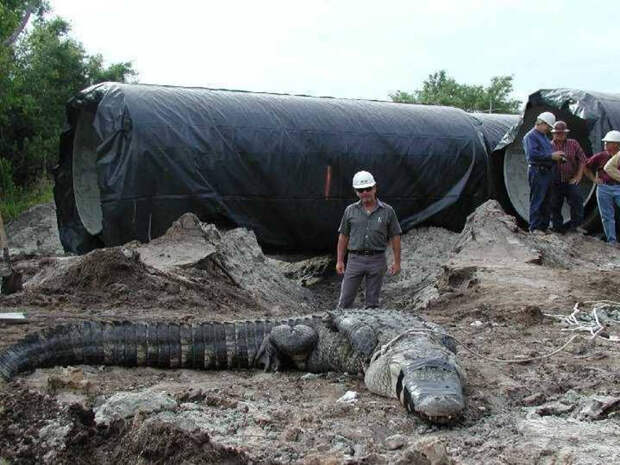 Самые поразительные находки из канализации