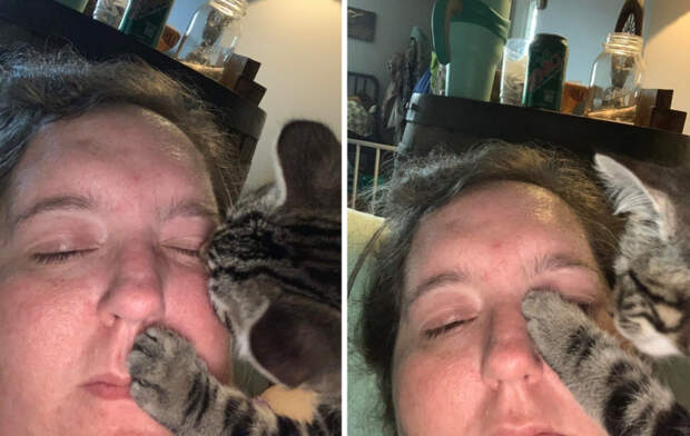 Котики, которые очень плохо себя вели