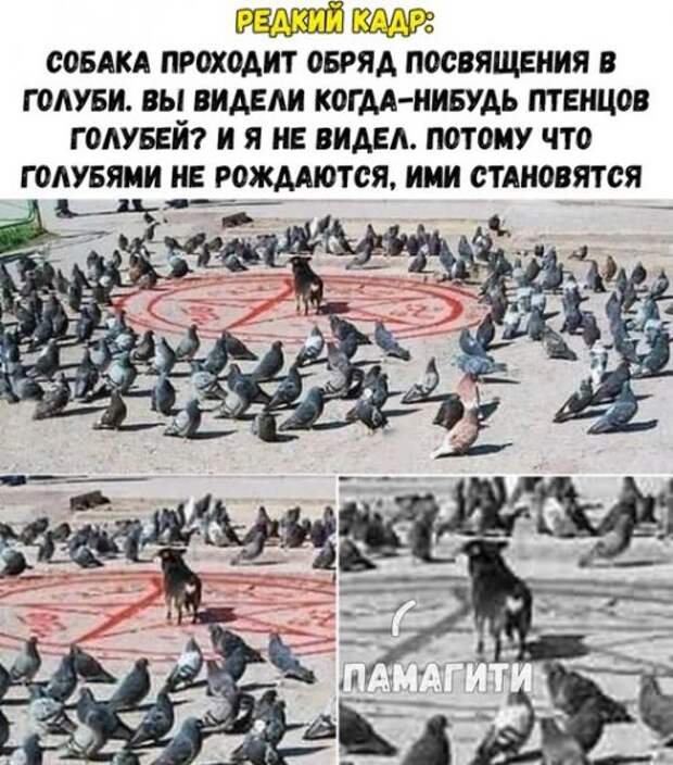 Новые прикольные фотомемы (22 шт)