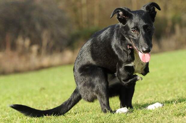 Roo the wonderdog