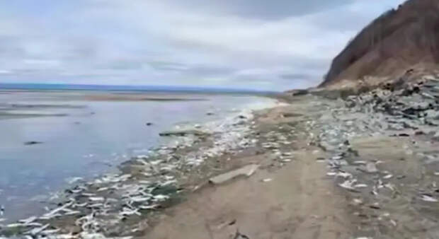 Селёдочный апокалипсис случился в городе на Сахалине: появилось видео