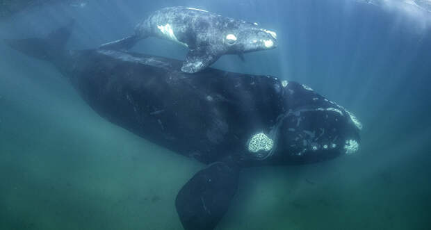 baleen whale