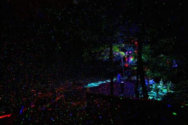 Заколдованный лес Foresta Lumina (11 фото + видео)