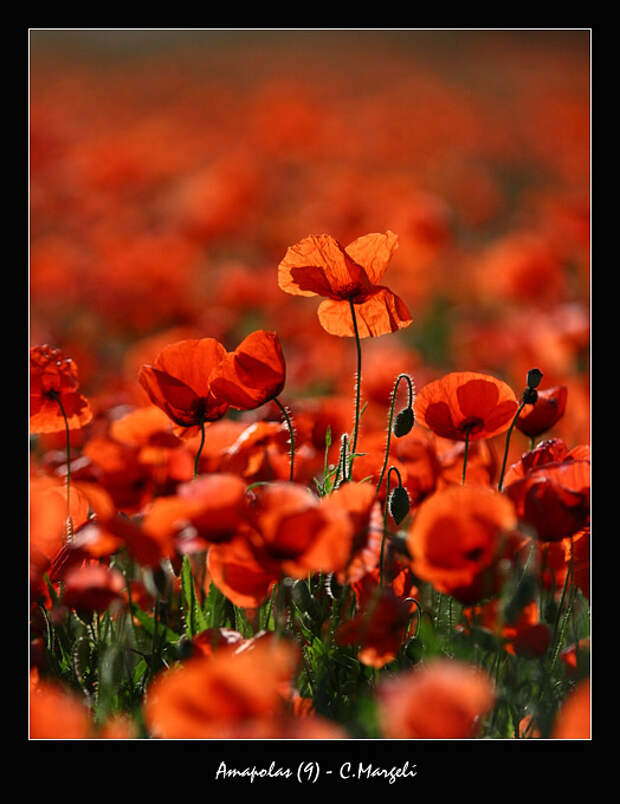 Amapolas / Boot poppies (9)