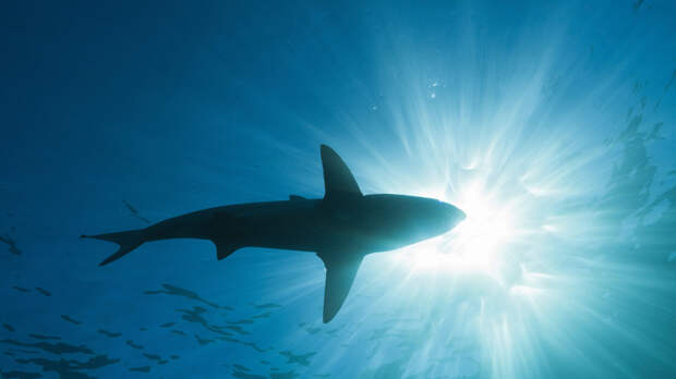 В Сиднее закрыли 20 пляжей после серии нападений акул на сёрферов