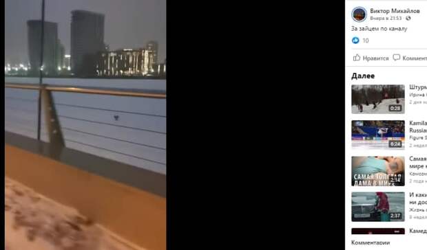 Заяц устроил забег на канале имени Москвы