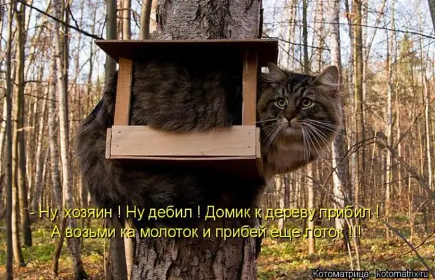 Лучшие котоматрицы