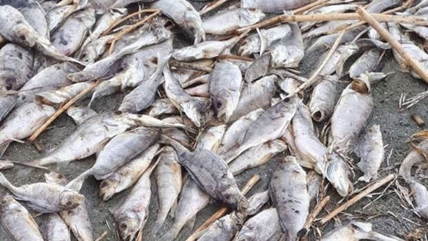 Челябинские рыбаки обнаружили на берегу озера тонны мертвой рыбы