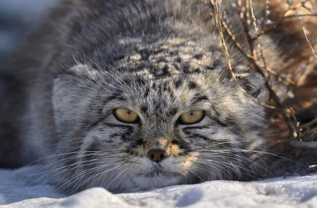 Тысячи хищных лесных котов фактически захватили леса Европы