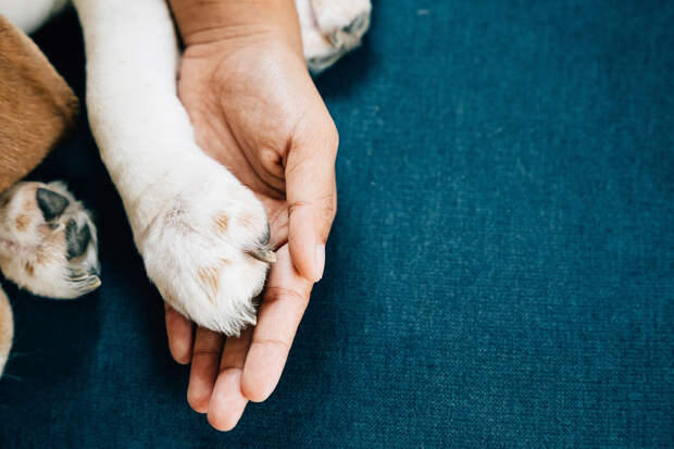 Ветеринар Цыпленков: линька питомца отличается от сбоя состоянием кожи