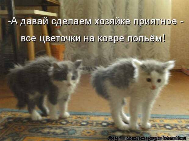 Котоматрица: -А давай сделаем хозяйке приятное - все цветочки на ковре польём!