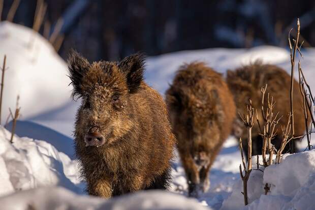 В тульско-калужском заповеднике засняли маленьких кабанов во время фототура