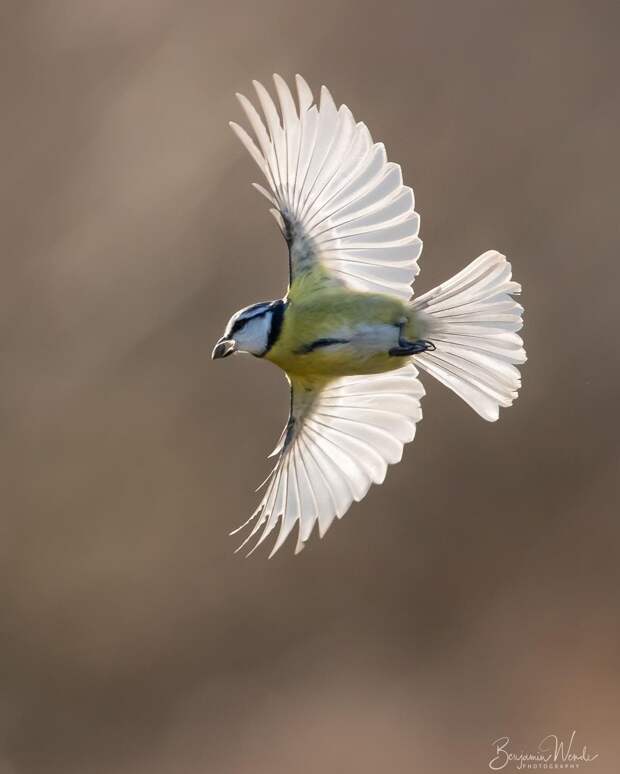 Симпатичные птички на снимках Бенджамина Венде