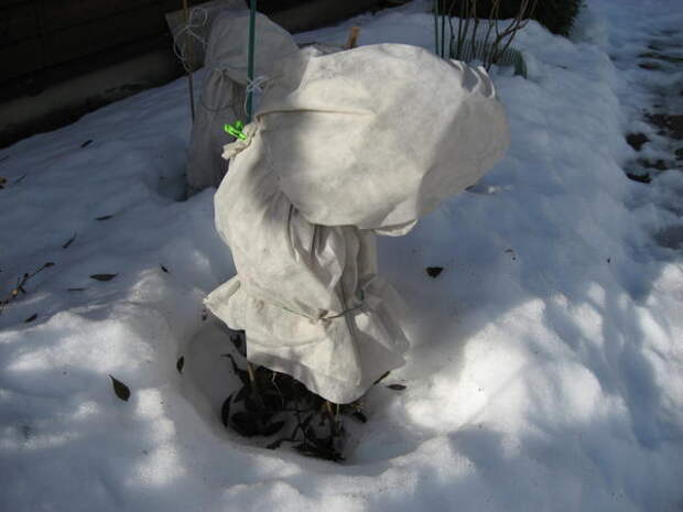 Зимняя защита листопадного рододендрона