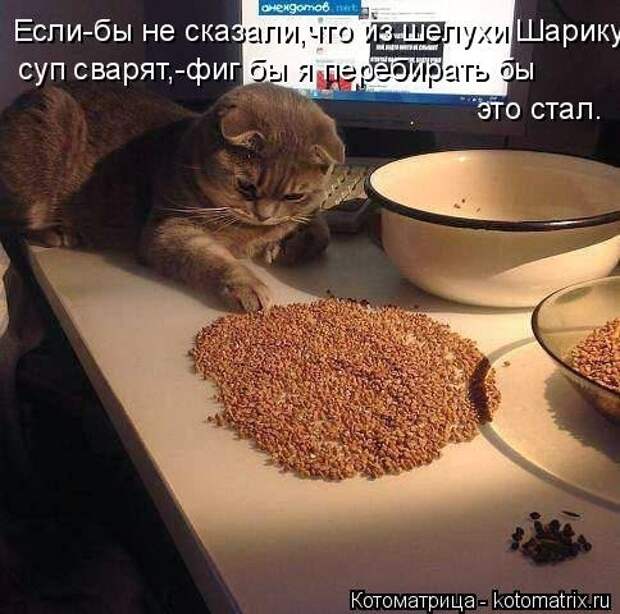 Свежая котоматрица для всех (38 фото)