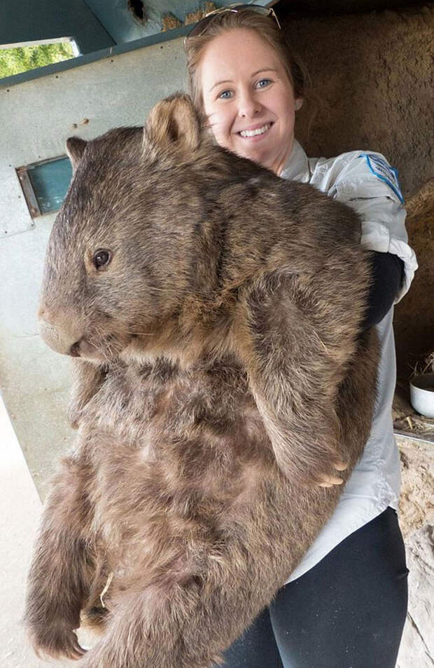 Большие животные рядом c людьми