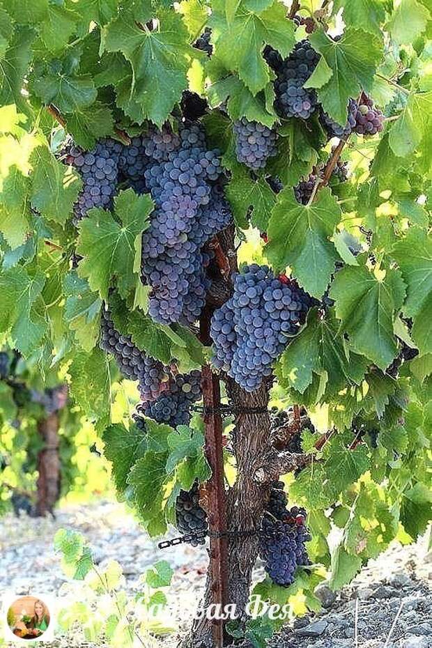 Виноград рос. Виноград винный Vitis vinifera. Виноград Лола. Виноградная лоза дерево. Виноград растет.