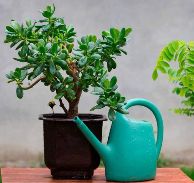 Секреты ухода за денежным деревом: как избежать распространенных ошибок?