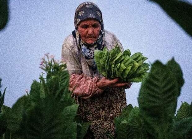 Сегодня производители табака в Болгарии буквально нищенствуют, зарабатывая в лучшем случае 1-2 евро в день, причем это заработок на всю семью