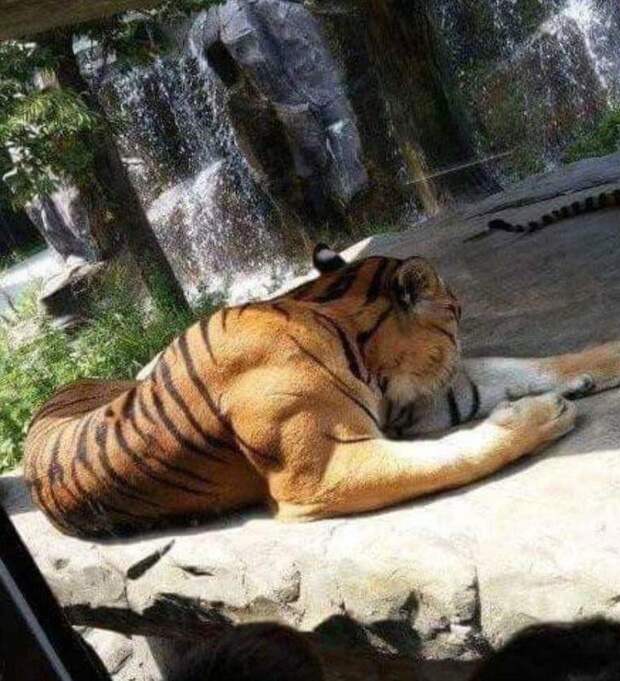 Когда нашел мускулистого тигра в зоопарке в мире, вещи, красота, люди, удивительно, что это такое