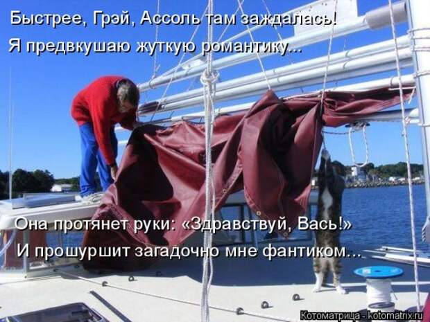 Лучшие котоматрицы недели (50 фото)