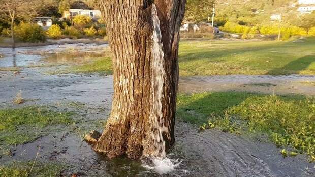 Уникальное дерево в Черногории, из которого бьет фонтан 
