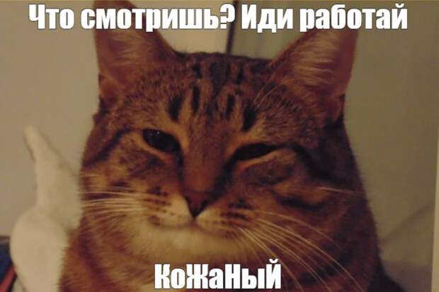 В Италии разрешили оплачиваемый отпуск по уходу за питомцем — до трёх дней в год