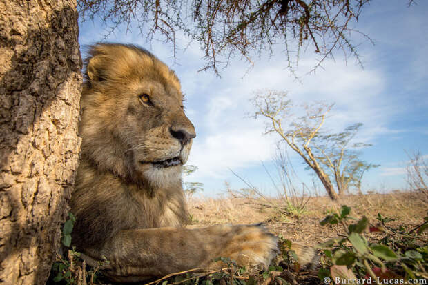 Потрясающая африканская дикая природа крупным планом: 15 захватывающих фото