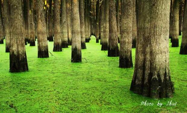 Таксодий двурядный (taxodium distichum)