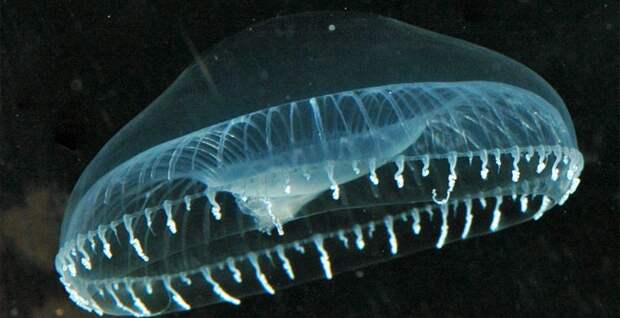 Магия живого света Магия живого света биолюминесценция, животные, насекомые, свет, свечение