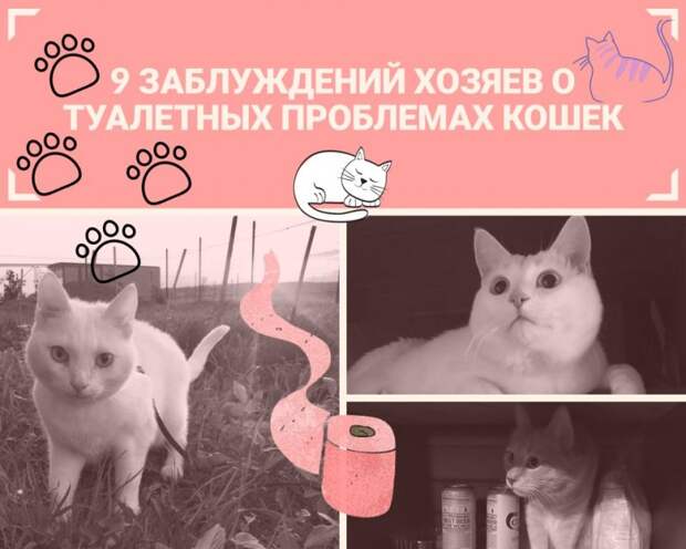 9 заблуждений хозяев о туалетных проблемах кошек