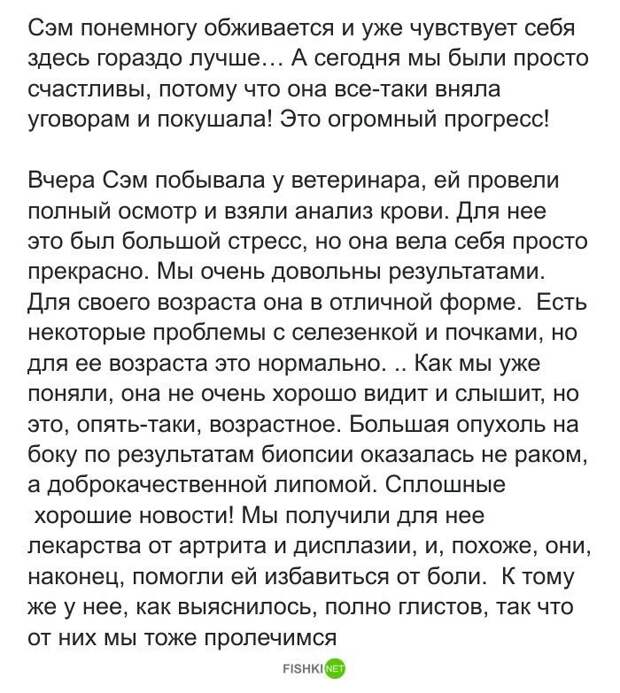 Собака доказала хозяину свою любовь до гроба Любовь, верность, животные, мило, смерть хозяина, собака и хозяин, собаки, трогательно