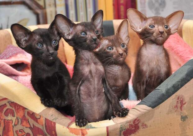 Kittens