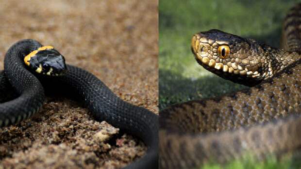 Гадюка или уж: основные отличия двух змей