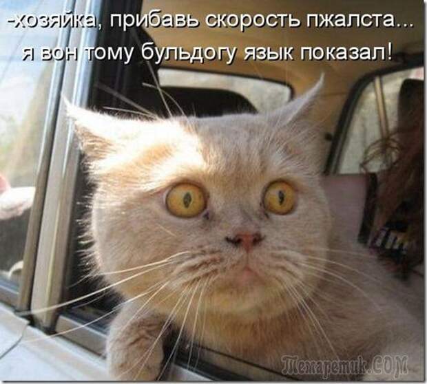 Шутки со страниц интернета