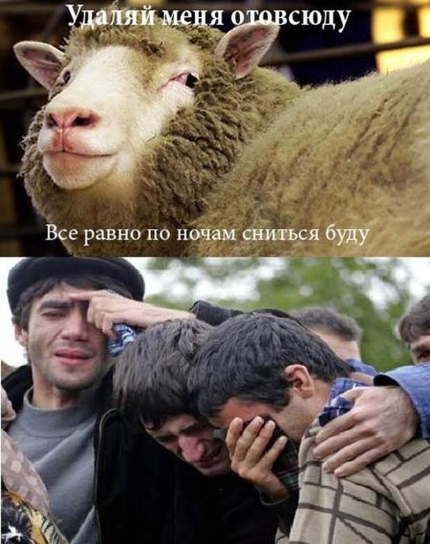 Прикольные картинки