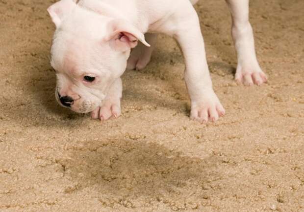 У животных довольно едкая моча, от которой сложно избавиться / Фото: northernbeachescarpetcleaning.com У животных довольно едкая моча, от которой сложно избавиться / Фото: northernbeachescarpetcleaning.com