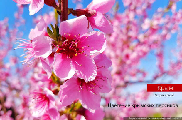 Цветущие персики и крымские дикие тюльпаны в объективе Сергея Анашкевича