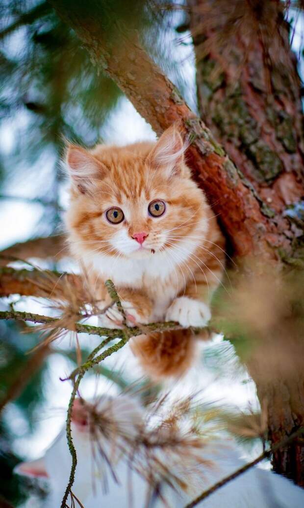 Смешные и забавные кошки