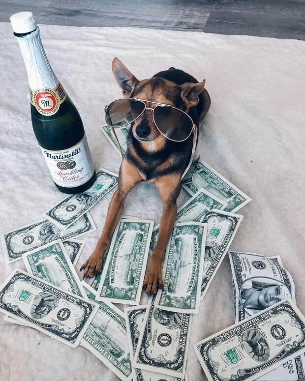 Rich Dogs Of Instagram: о жизни состоятельных собак